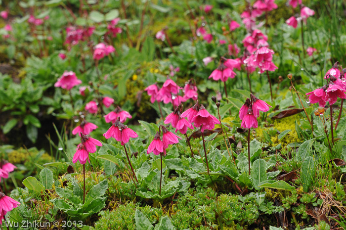 <i>Primula odontica </i>