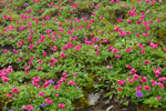 <i>Primula odontica </i>