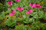 <i>Primula odontica </i>