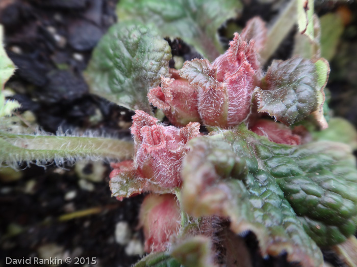 <i>Primula ovalifolia </i>