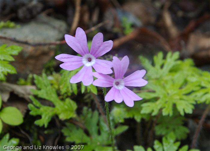 Primula palmata