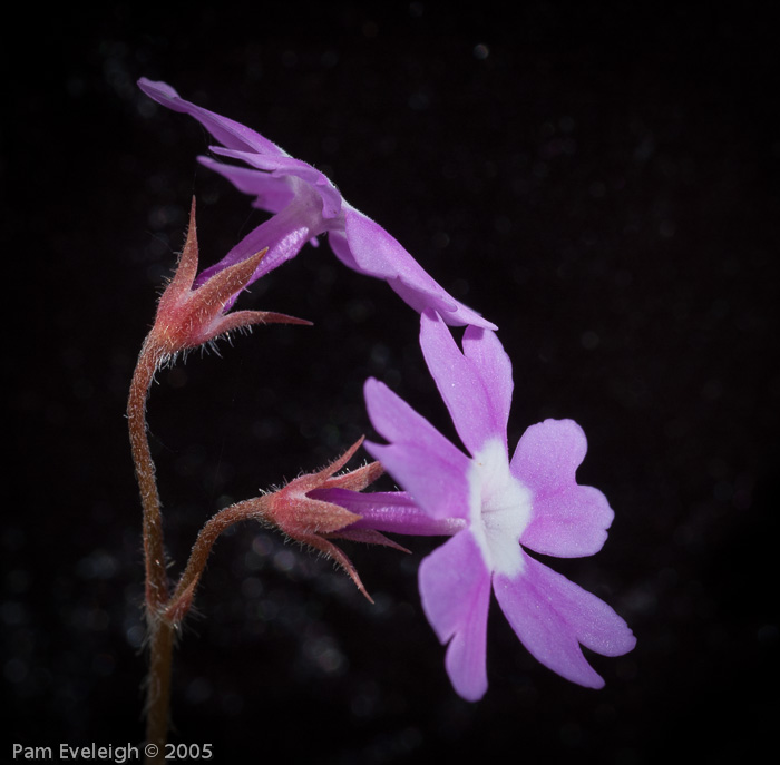 Primula palmata