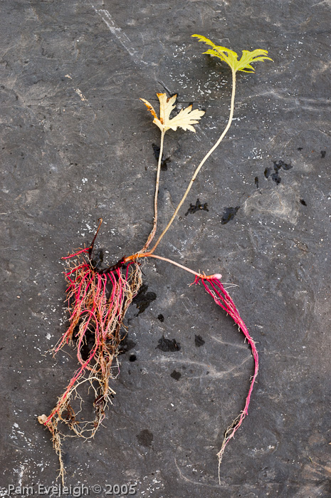 Primula palmata