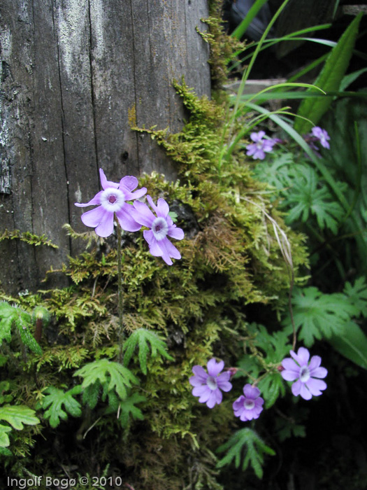 Primula palmata