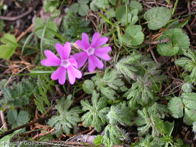 Primula palmata