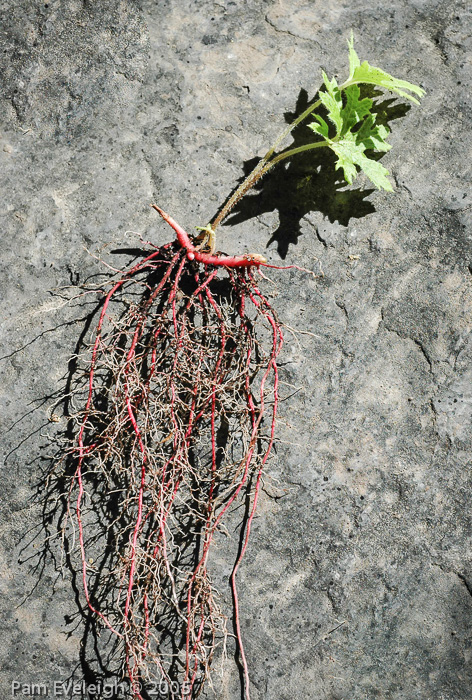 Primula palmata