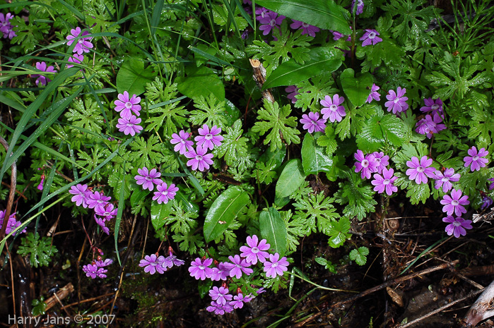 Primula palmata