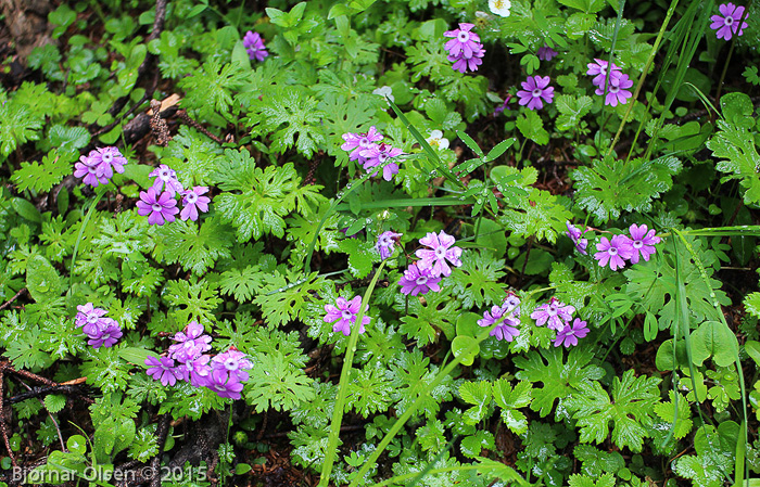 Primula palmata