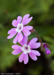 Primula palmata