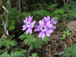 Primula palmata