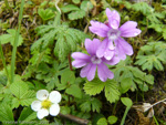 Primula palmata