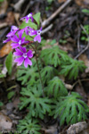 Primula palmata