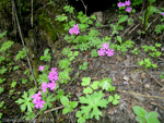 Primula palmata