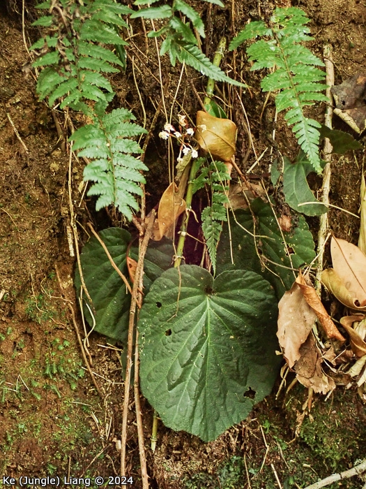 <i>Primula partschiana </i>