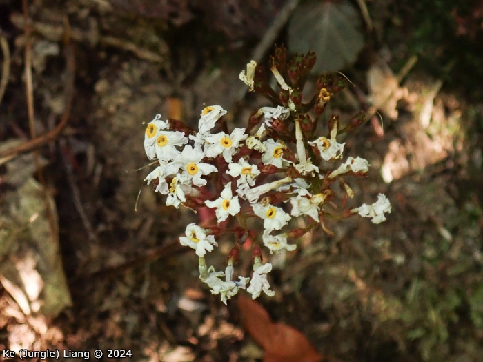 <i>Primula partschiana </i>