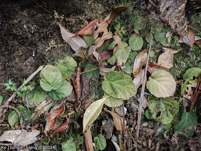 <i>Primula partschiana </i>