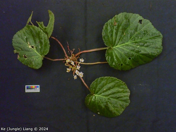 <i>Primula partschiana </i>
