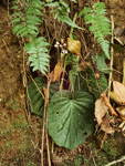 <i>Primula partschiana </i>