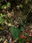 <i>Primula partschiana </i>