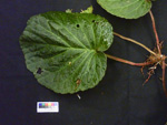 <i>Primula partschiana </i>
