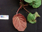 <i>Primula partschiana </i>