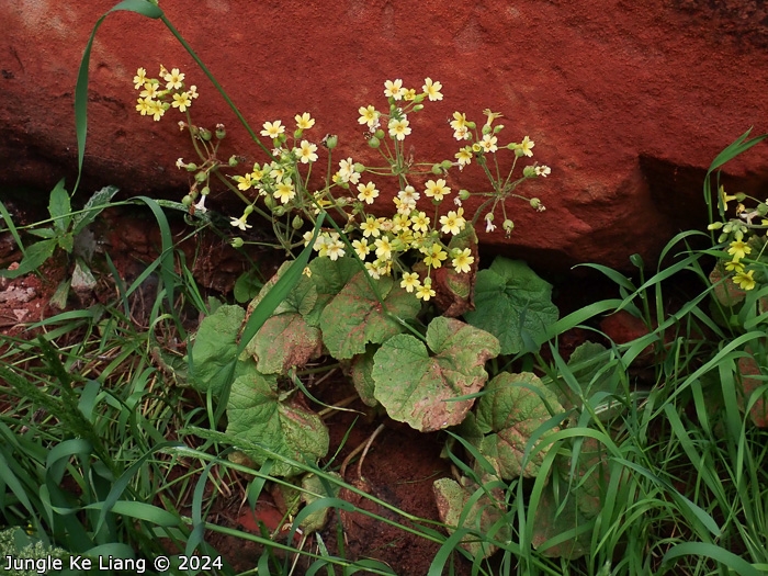 <i>Primula pelargoniifolia </i>