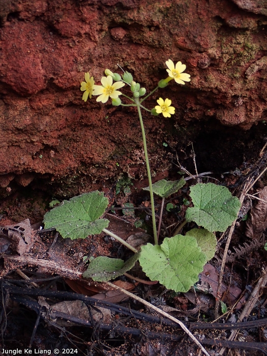 <i>Primula pelargoniifolia </i>