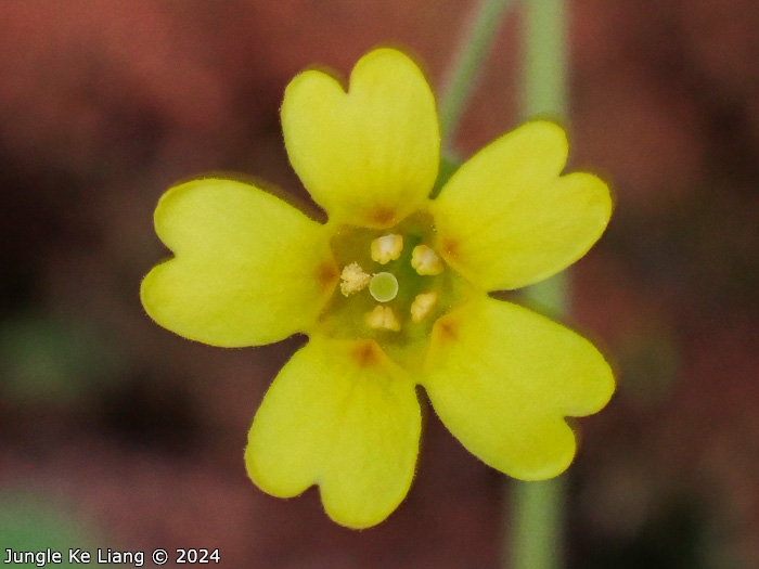 <i>Primula pelargoniifolia </i>