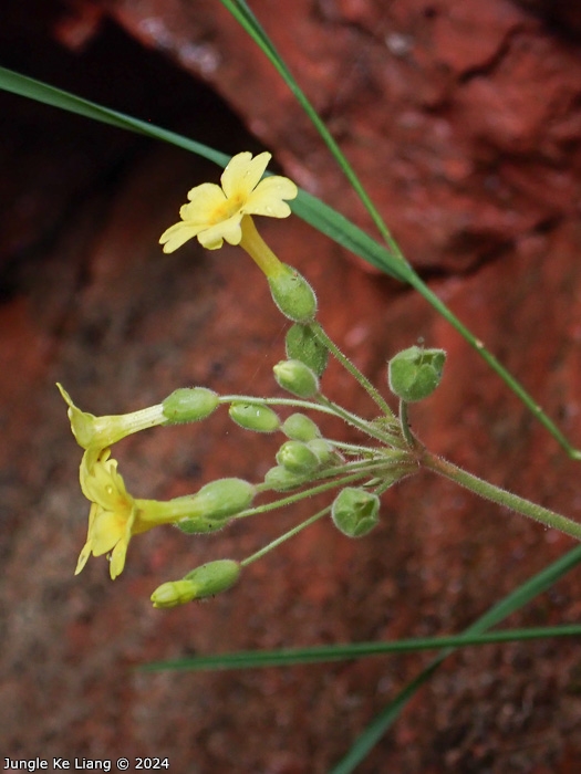 <i>Primula pelargoniifolia </i>