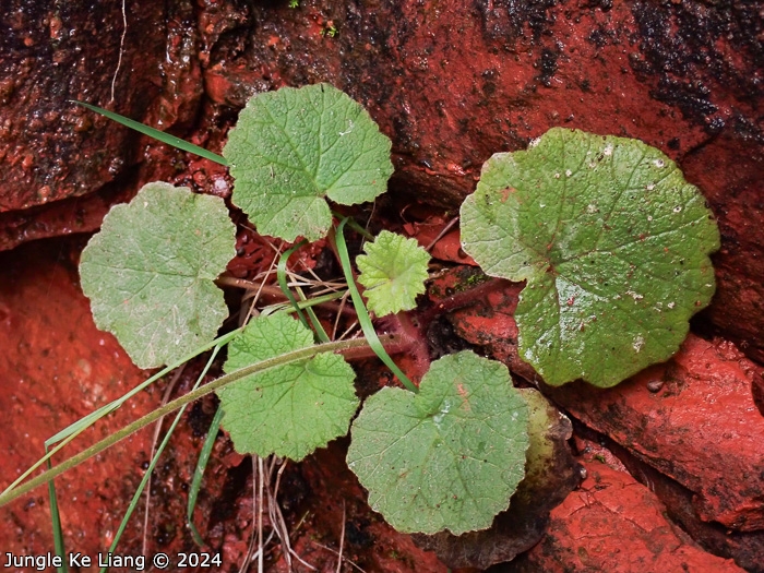 <i>Primula pelargoniifolia </i>