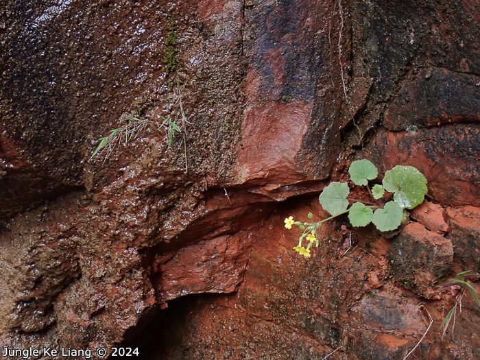<i>Primula pelargoniifolia </i>