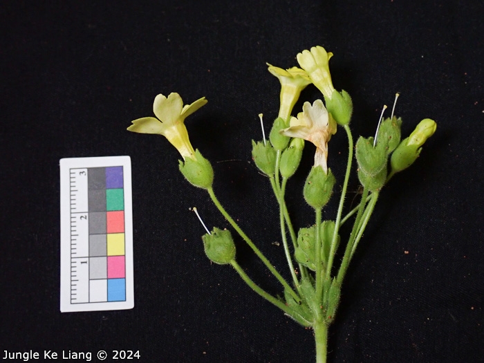 <i>Primula pelargoniifolia </i>