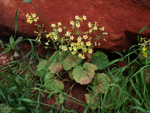 <i>Primula pelargoniifolia </i>