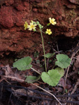 <i>Primula pelargoniifolia </i>