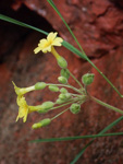 <i>Primula pelargoniifolia </i>