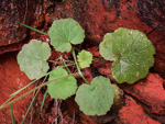 <i>Primula pelargoniifolia </i>