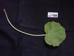 <i>Primula pelargoniifolia </i>