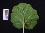 <i>Primula pelargoniifolia </i>