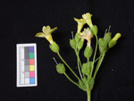 <i>Primula pelargoniifolia </i>