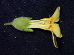 <i>Primula pelargoniifolia </i>
