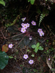 <i>Primula pellucida </i>