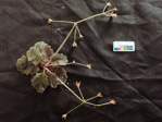 <i>Primula pellucida </i>