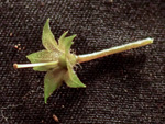 <i>Primula pellucida </i>