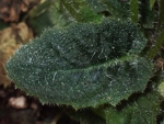 <i>Primula pellucida </i>