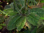 <i>Primula pellucida </i>