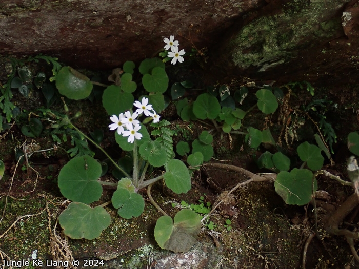 <i>Primula persimilis </i>