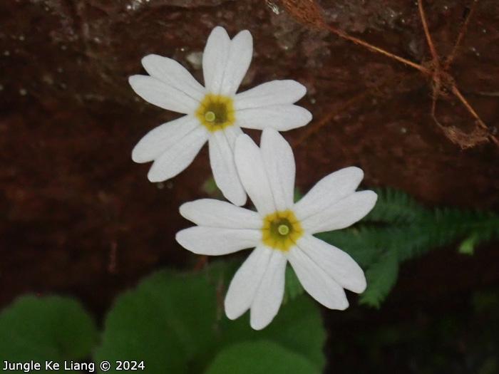 <i>Primula persimilis </i>
