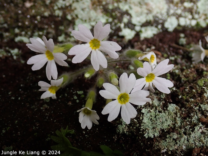 <i>Primula persimilis </i>