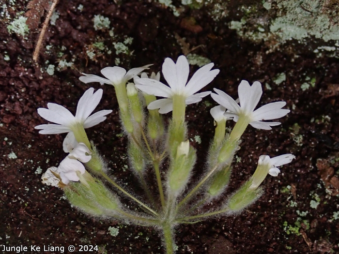 <i>Primula persimilis </i>