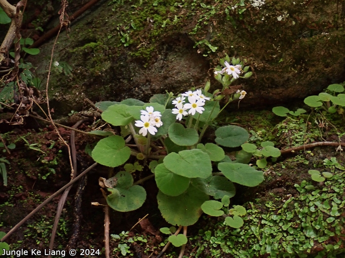 <i>Primula persimilis </i>